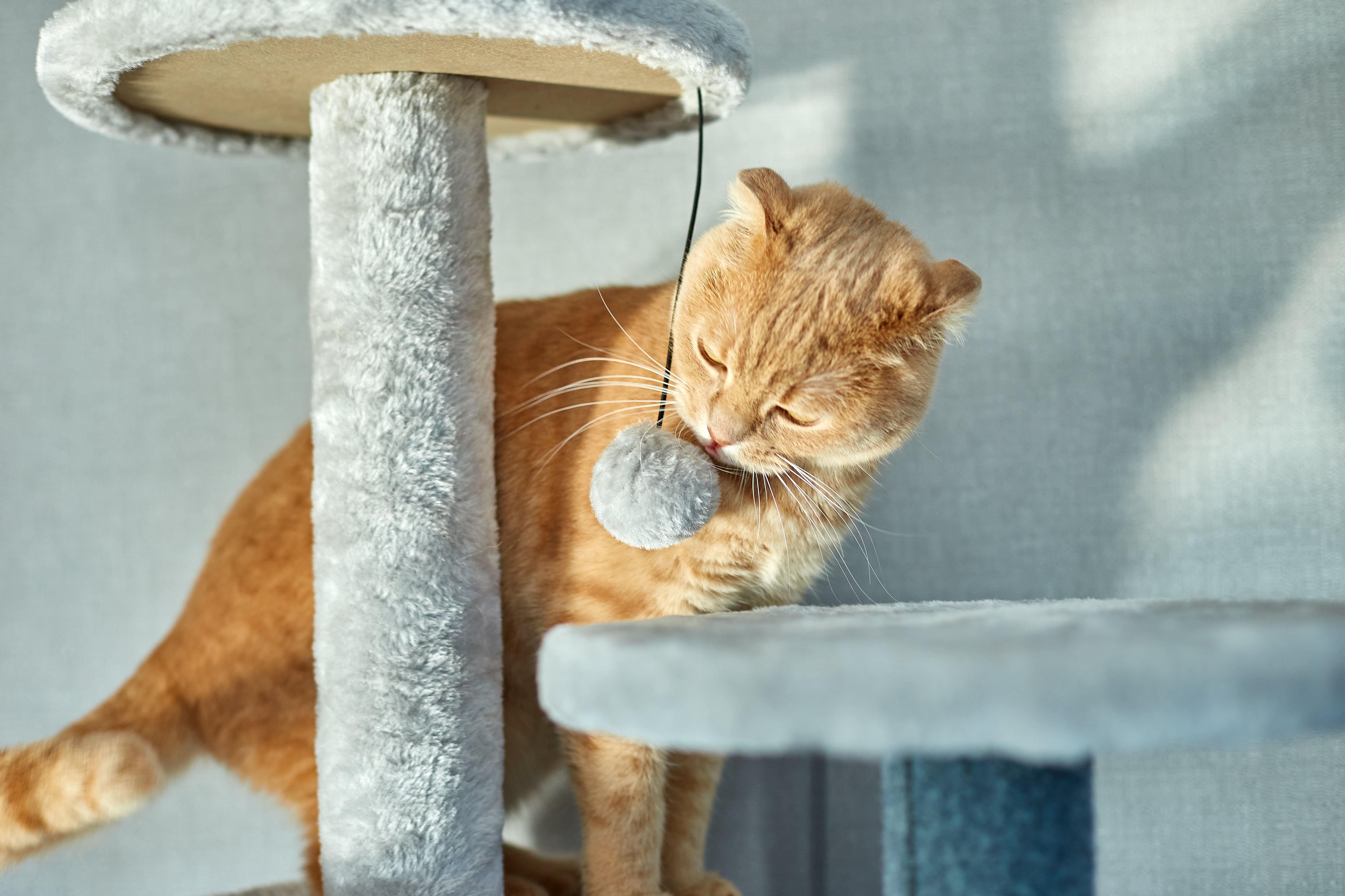 Arbre à chat Design